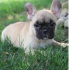  francouzsk�ho buldo�ka