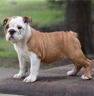  anglick�ho buldoka