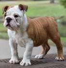  anglick�ho buldoka