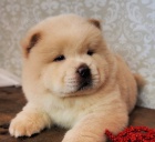  �t���tka �au chow pro adopci