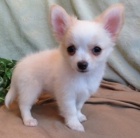 �ivava �t��ata k adopci