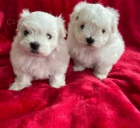 Maltsk� miniaturn� �t��ata