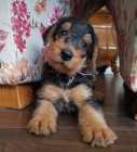 Airedale Terrier hled� dobr� domy