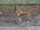 Basenji loveck� �t��ata
