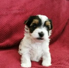 miniaturn� �t��ata yorkie Biewer