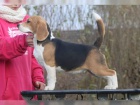 trikol�ra Beagle, samci a samice �t��at