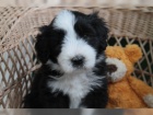 samci a samice �t��ata Bearded Collie