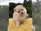 Okouzluj�c� Pomeranian �t��ata s VDH-FCI pap�ry