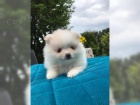 Okouzluj�c� Pomeranian �t��ata s VDH-FCI pap�ry
