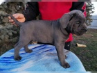 adoptovat �t�n� Cane Corso