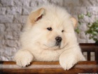 Chow chow    , z�znamy veterin��e a 1yr z�ruka genetick�ho zdrav�.