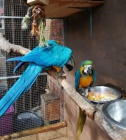 Prok�zan� chovn� dvojice modr� a zlat� macaws Mu� 9 let �ena 7 let velmi pou�n� a zvykl� na lidi