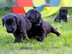 dv� �t��ata Flat Coated Retriever pro l�sku