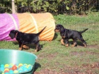 K dispozici jsou �t��ata Gordon Setter