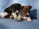 Jack Russell Terrier mu� a �ena