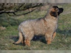 brzy si vezmi �t�n� Leonberger