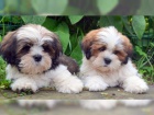 ulo�te tato �t��ata Lhasa Apso brzy