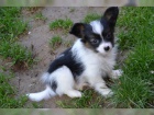 mini papillon �t��ata k adopci
