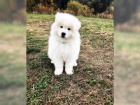 samojed chlupat� �t���tka k adopci