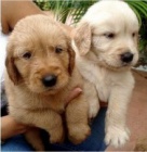 ڞasn� �t��ata zlat�ho retr�vra k dispozici pro adopci