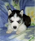 Kr�sn� a zdrav� �t��ata sibi�sk�ho husky k adopci.