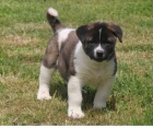 Kr�sn� a zdrav� �t���tka Akita k adopci.