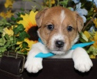 Kr�sn� a zdrav� �t��ata Jack Russell k adopci.