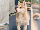 Sibi�sk� husky �t��ata