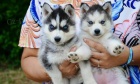 Cistokrevn� Sibi�sk� husky �t���tka s VDH / DCNH / FCI