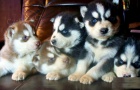 �t��ata sibi�sk�ho husky z renomovan�ho chovu FCI / VDH