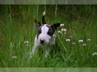 Miniaturn� �t��ata BullTerrier pro nov� domovy