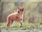 �t��ata Shiba Inus pro nov� domovy k adopci