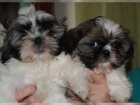 2  mini �t��ata Shih-Tzu