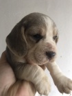 �t��ata Blue Beagle