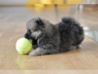   Cistokrevn� Kc Registrov�no Pomeranian - �t��ata