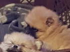   Cistokrevn� Kc Registrov�no Pomeranian - �t��ata