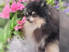   Cistokrevn� Kc Registrov�no Pomeranian - �t��ata