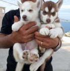 Sibi�sk�ho husky �t���tka 5 000 K�