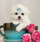 Kr�sn� a zdrav� maltsk� �t���tka k adopci.