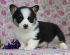 Kr�sn� �t���tka welsh corgi pembroke pro nov� domovy
