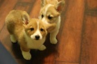 Kr�sn� �t���tka welsh corgi pembroke pro nov� domovy