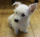 Roztomil� �t���tka z West Highland White Terrier