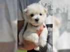 2  West Highland Terrier mini �t��ata ochotn� m�t nov� domovy