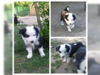  Border Collie �t��ata k dispozici mu� a �ena