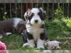  �t��ata Bearded Collie samci a samice