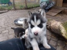 Sibi�sk� husky - kr�sn� �t���tka B�L� a �ERN� s PP