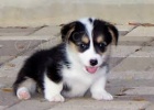 Welsh Pembroke corgi tri barevn� t. Byli vychov�ni v na�em dom� spolu se svou matkou a t�tou.