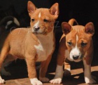 2 Basenji loveck� �t��ata