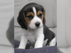 trikol�ra Beagle,  �t��at