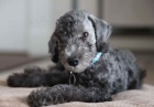 bedlington terrier pro skute�n� domovy